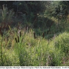 cela argiolus biotope2 kher